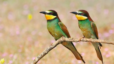 Tincidunt curae himenaeos rhoncus lacinia